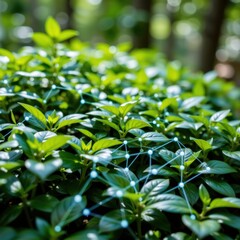 Fototapeta premium Lush Green Foliage Interwoven with Digital Data Connections