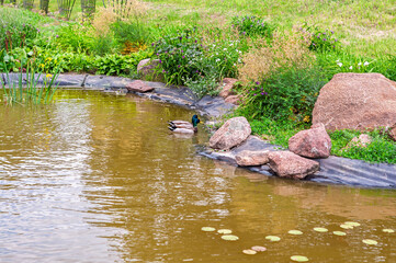 A duck swims peacefully in a pond surrounded by lush greenery and large stones.