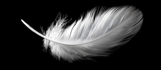 Obraz premium Delicate white feather against black backdrop (1)