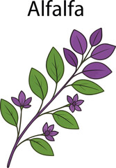 Hand Drawn Alfalfa Botanical Vector Illustration – Vintage Herbal Line Art