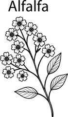Hand Drawn Alfalfa Botanical Vector Illustration – Vintage Herbal Line Art