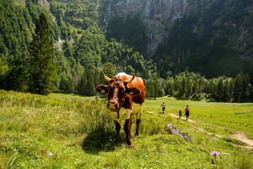Pasture With Cow The Berchtesgaden