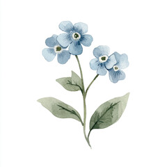 Fototapeta premium a cute Forget me not flower