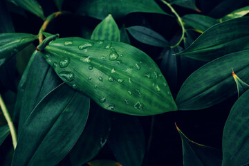 abstract tropical leaf textures on dark tone, natural green background.