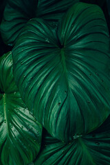 abstract tropical leaf textures on dark tone, natural green background.
