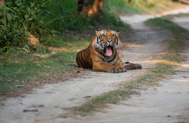 Close up of Bengal tiger resting on the forest road. Selective focus.