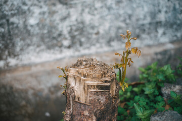 Resilience and Hope: New Green Shoots Emerge from a Cut Tree Stump, Symbolizing Life's Renewal