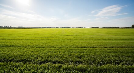 Fototapeta premium green field and blue sky