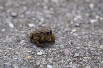 A closeup shot of a common toad, Bufo Bufo, sitting on asphalt, that has destroyed nostrils most likely from a toadfly parasite, Lucilia bufonivora. 
