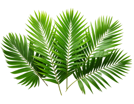 Top-Down View of Tropical Palm Fronds, Artistic Curved Layout, isolated