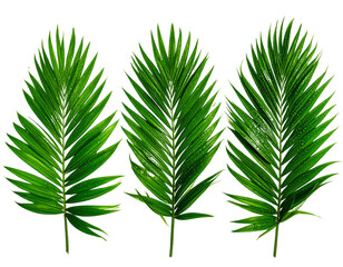 Tropical Palm Fronds with Dew Drops, Front View, isolated on transparent background