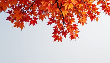 Colorful Autumn Tree with Bold Foliage White Background
