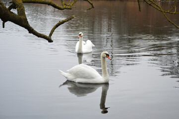 Swan family floating peacefully on calm water