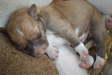 Newborn puppy drinking milk from mother closeup