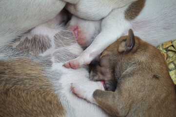 Newborn puppy drinking milk from mother closeup