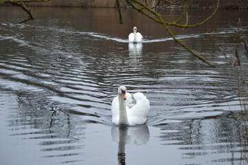 Swan family floating peacefully on calm water