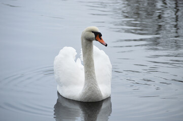 Swan family floating peacefully on calm water