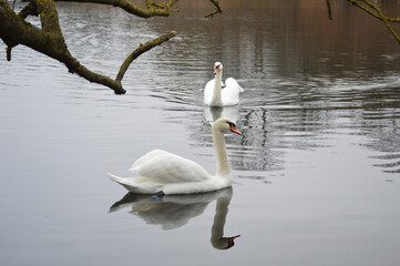Swan family floating peacefully on calm water