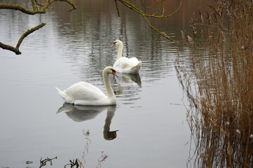 Swan family floating peacefully on calm water
