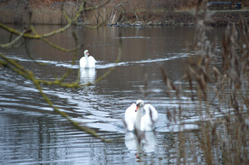 Swan family floating peacefully on calm water