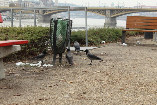 urban environment, crows eating from the trash can