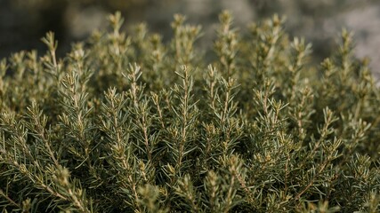 Rosemary Bush CloseUp. Aromatic Herb Garden, Culinary Herb for Mediterranean Cuisine.