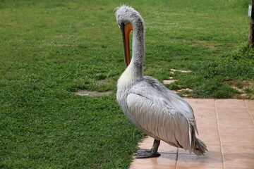 Dalmatian pelican in Divjaka-Karavasta National Park- Albania