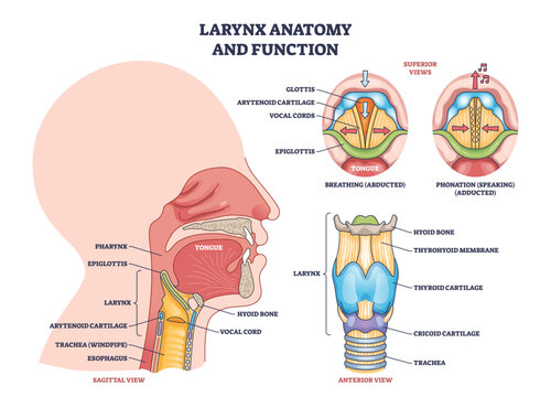 Larynx anatomy and function shows vocal cords, epiglottis, and thyroid cartilage in a clear outline diagram. Outline diagram