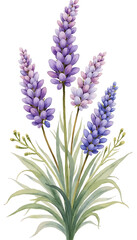 Obraz premium lavender flowers isolated on white background