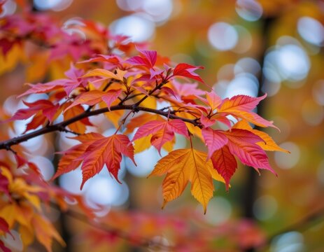 Closeup Autumn Leaves Tree Branch with Bokeh Background
