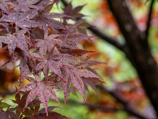 秋雨に濡れる小さな赤紫のカエデ