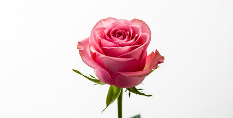 Obraz premium A single pink rose blossom with green stem isolated on a white background, expressing purity, tenderness, and a sense of classic natural beauty.