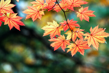 Golden Orange Maple Leaves in Autumn Season, Korea Nature Background