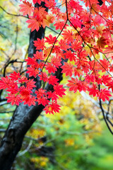 Vivid Red Maple Leaves in Autumn Season, Korea Nature Background