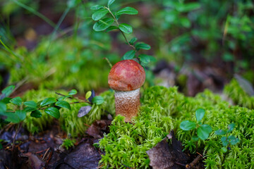 Orange-Cap Boletus in a mossy forest