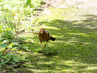 苔むした地面を跳ねながら散歩するガビチョウ