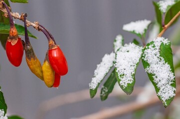 Vibrant goji berries and snowy leaves create a stunning winter scene, filled with fresh, seasonal...