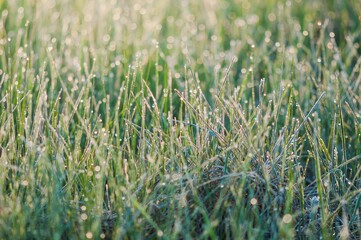 Close-up captures icy frost on vibrant green blades of grass under soft sunlight.