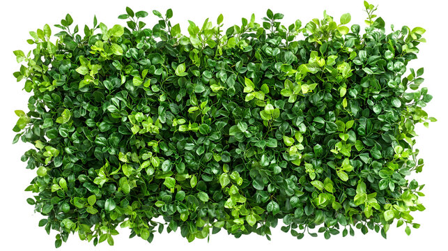 Top view green hedge providing natural privacy adding beauty to landscaping isolated on transparent background