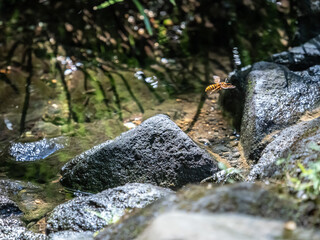 小川の水面や石の上の飛ぶハチ