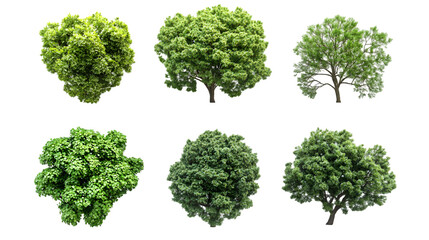 Top view set of six unique green trees isolated on transparent background