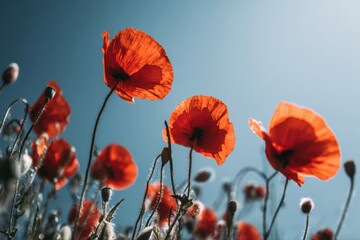 Fototapeta premium close up of red poppy flowers and buds reaching to sky with sunlight transparency concept of floral beauty nature wellness and organic branding industry