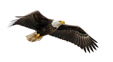 Isolated Bald Eagle Flying