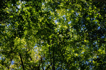湖畔の森の歩道　長野県小谷村　鎌池