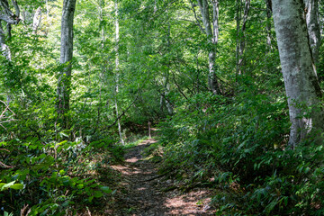 湖畔の森の歩道　長野県小谷村　鎌池