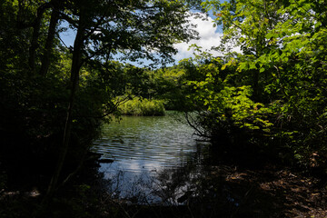 湖畔の森の歩道　長野県小谷村　鎌池