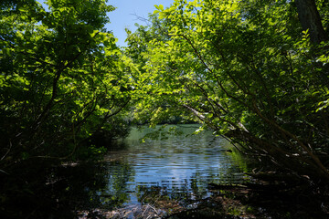 湖畔の森の歩道　長野県小谷村　鎌池