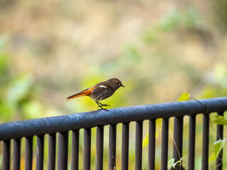 錆びた鉄パイプ製の手すりの上でステップを踏む小鳥