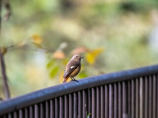 錆びた鉄パイプ製の手すりから飛び降りようとする小鳥