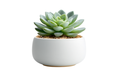 Elegant office-style succulent pot perfect for workspace decor, isolated on a Transparent background, PNG file.